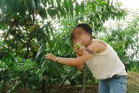 江西3名男孩因嘴馋偷吃果农桃子，翻墙时触电身亡，毁掉3个家庭图片