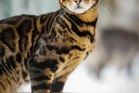 小猫咪会不会怕踩疼了雪呢？图片