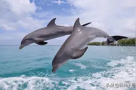 鲸豚类为什么喜欢跟着大船？图片