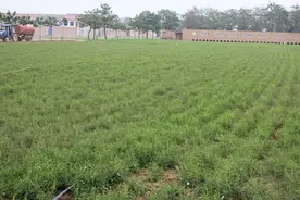 中药植物之--柴胡图片