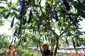 稀奇！茄子竟长在树上图片