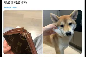 柴犬把主人的LV包咬烂了，还丝毫没悔意：听说它比我贵，我不服图片