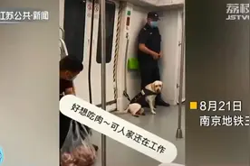 南京警犬比利地铁执勤视频走红 记者揭秘警犬炼成记图片