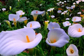 7种花，夏天太能“喝水”，一天浇一遍，10天爆满花图片