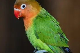 头类牡丹鹦鹉的所有品种，附图对比，避免踩雷（养殖需办证）图片