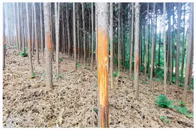 桂林2600棵老树惨遭剥皮，树农痛哭不已图片