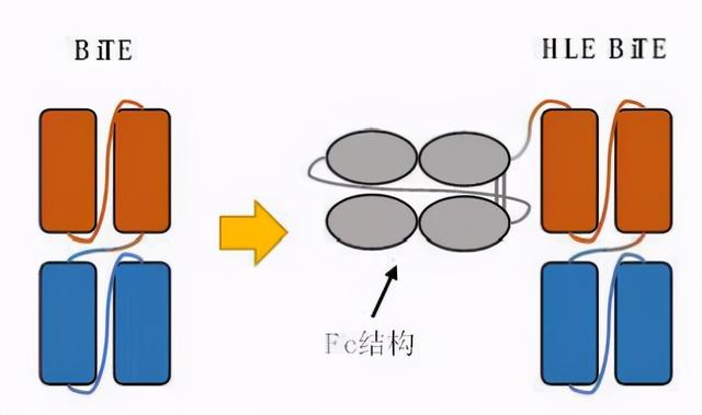 单抗看靶点，双抗看平台——安进、赛诺菲、罗氏双抗平台解析