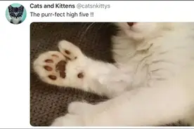 “我家猫，多趾多福！”图片