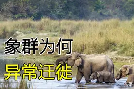 15头亚洲象为何会异常北上迁徙，是迷路了？还是气候变暖的因素图片