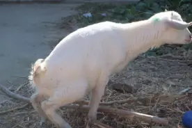 羊尿不出来尿怎么治疗？快速治羊尿不出尿，这里有方法图片