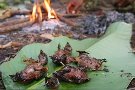 燕子长得黑？每年飞近万里回非洲老家过年，反而被做成食物图片