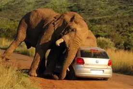 为何都是一级保护动物，北迁大象杀人无罪？老虎咬人一定要击毙？图片