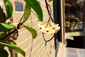 这种花叫球兰，通常都是夏天开花，今年不知道为啥现在还在开视频封面
