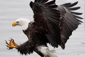 故事：小鸡抓老鹰图片