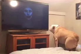 小伙让狗一起看恐怖片，放到一半狗嗷嗷的叫，这样子差点把我笑死