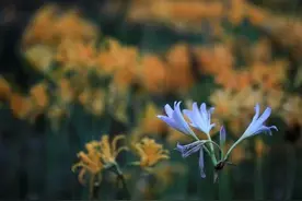 姚策和姚策的“我妈”图片