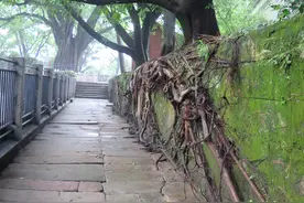 会重庆话和四川方言的朋友们，请问“黄guó树”的guó字怎么写呢？图片