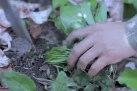 已经到4月底了，是时候到东北人挖野菜了！图片