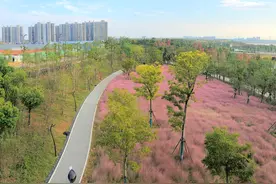 新洲又一网红打卡地，粉黛乱子草美得惊艳！图片