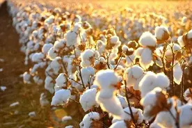 不仅仅是纺织原料，还有很多其他用途——记重要的经济作物棉花图片