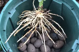 5种漂亮花，秋天快扦插，7天生白根，疯长猛开花，挂果一箩筐图片