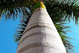 美丽的椰子树图片