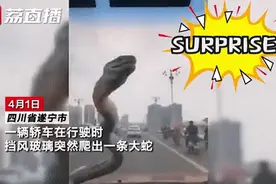 男子正开着车，一条大蛇隔着挡风玻璃“贴”到了他的脸上！图片