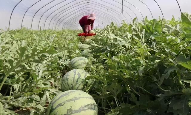 磷酸二氢钾加红糖，这个配方真的有用，你是不是后悔知道的晚了