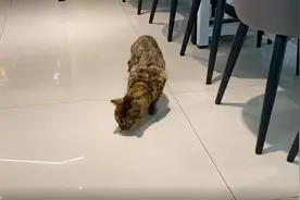 名贵豹猫，在学校食堂乞讨，这么贵的猫说不要就不要，家里有矿？图片