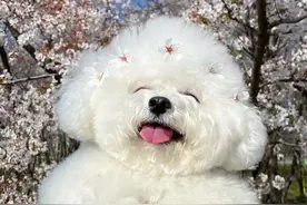 韩国超甜小奶狗爆红网络！眼神勾人，看完心都快萌化了图片