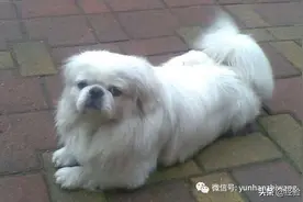 长不大的狗狗品种有哪些？图片