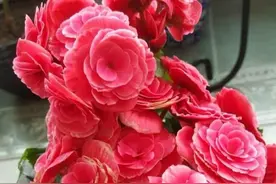 超难养的“5种花”，贵的没道理，新手买养不活，白白浪费买花钱图片