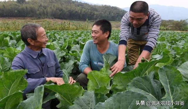 既是杀菌剂也是诱抗素，既有药效也有肥效——农用壳糖素不简单
