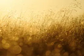 平等就业权图片