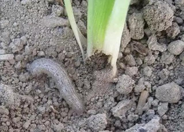 玉米种植,掌握好这10个小技巧