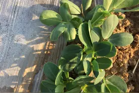 预留明年的花生种子，今年为什么要晚播种？出苗后怎样管理？图片