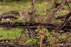 面对花豹，猴子瑟瑟发抖，花豹是灵长类动物的天敌？图片
