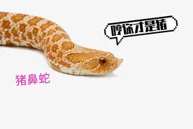 大自然动物界中的影帝图片