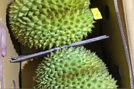 一级泰国正宗金枕榴莲，A级，90可食用率，都是经过挑选的精果图片