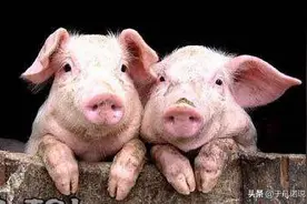 故事：一只猪的思考：我们为什么要一直生活在猪圈里？图片