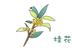 1分钟学会桂花简笔画视频封面