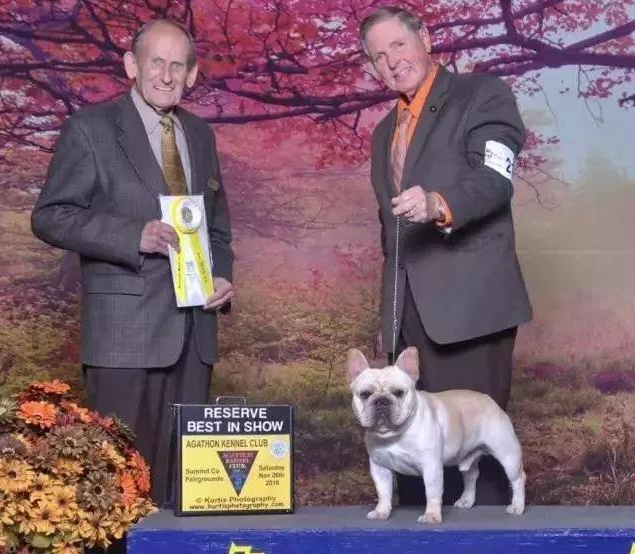 法斗价格多少钱一只 2026年法斗一般价格