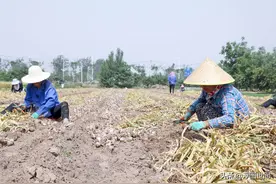 实拍大蒜背后的挖蒜工，跪着爬着挖蒜，一天劳作十小时挣800元图片