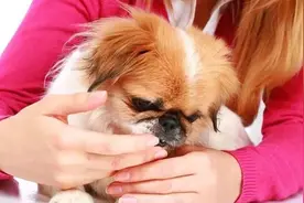 狗狗舔你的手，可能不只是因为馋，还可能是想告诉你这些事情图片