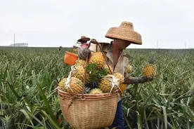 最近，“菠萝的海”为啥这么火图片