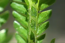 教你5招快速生根法，养出壮实根系，冬天也适用图片