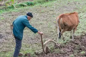 在农村，70岁以上的老人种地的情况多吗？为何他们不愿“退休”？图片