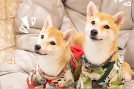 豆柴咖啡厅，20只网红表情包在线等撸图片