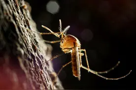 蚊子在地球上究竟有什么用？如果全部灭绝，会有什么严重后果图片