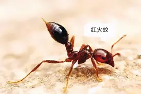 3岁孩子被红火蚁咬后，妈妈的“三个果断”救了娃，医生：有见识图片
